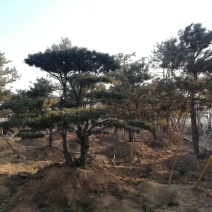 黑松造型松景观松造型黑松造型油松