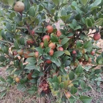 长林系列三年油茶苗50公分到八十公分全国发货