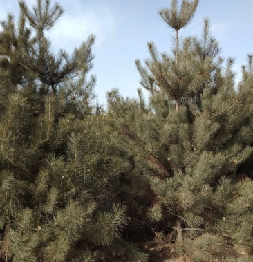 油松树三米多与二米的都有价格35一45元