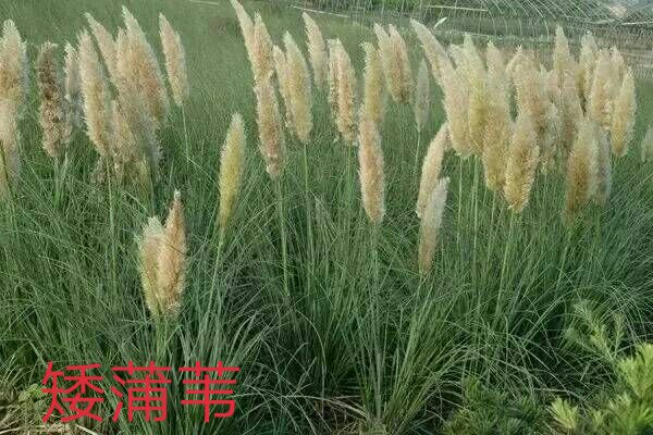 [蒲苇批发]浙江杭州萧山区蒲苇 0.07元/棵常绿蒲苇大量现货， _ 一亩田
