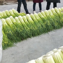 汉源优质白帽蒜苔，香，嫩，脆，鲜，口感好，量大，。