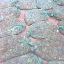 青蛙25一斤青蛙蝌蚪出售