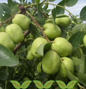 山西梨枣接穗基地直供