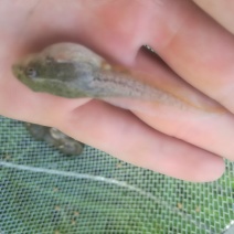 青蛙种苗