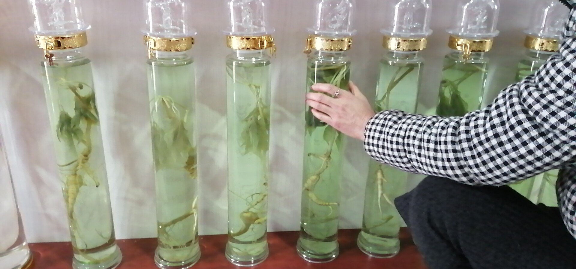 密封玻璃瓶中的林下参泡酒过程