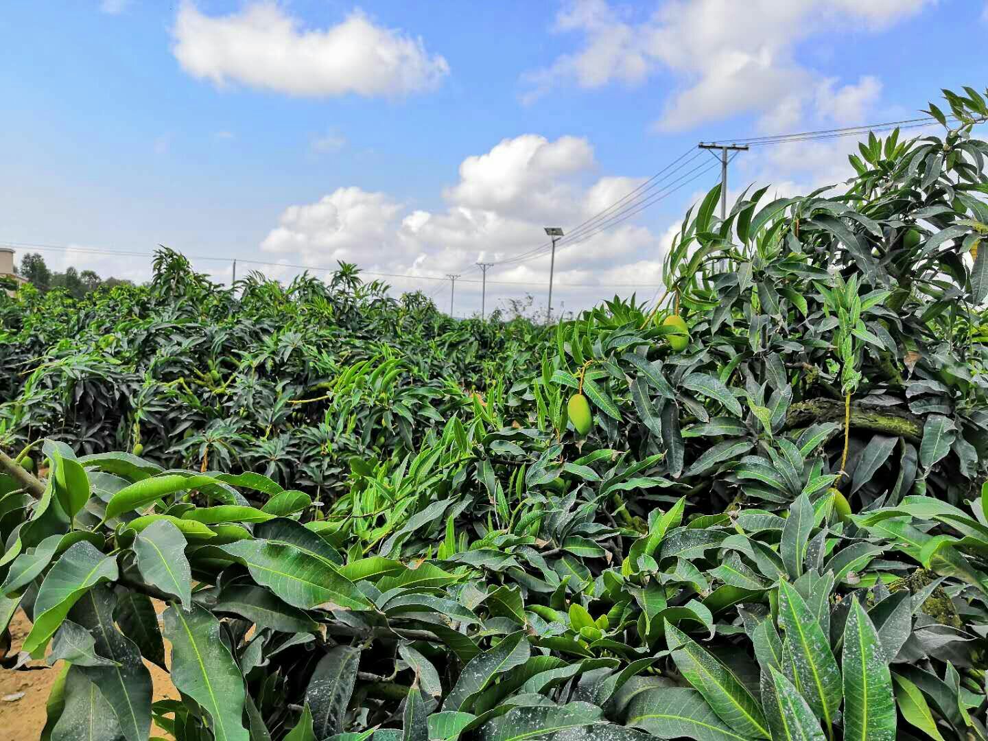 果园中的台农芒树挂满果实