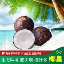 海南特产新鲜椰子皇椰王肉老青去皮热带水果海鸡冻煲6个代发