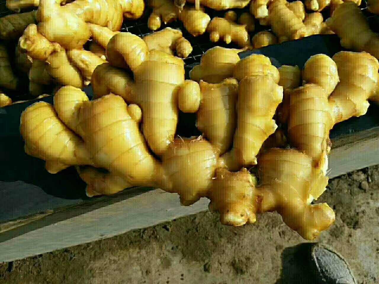 莱芜大姜特写