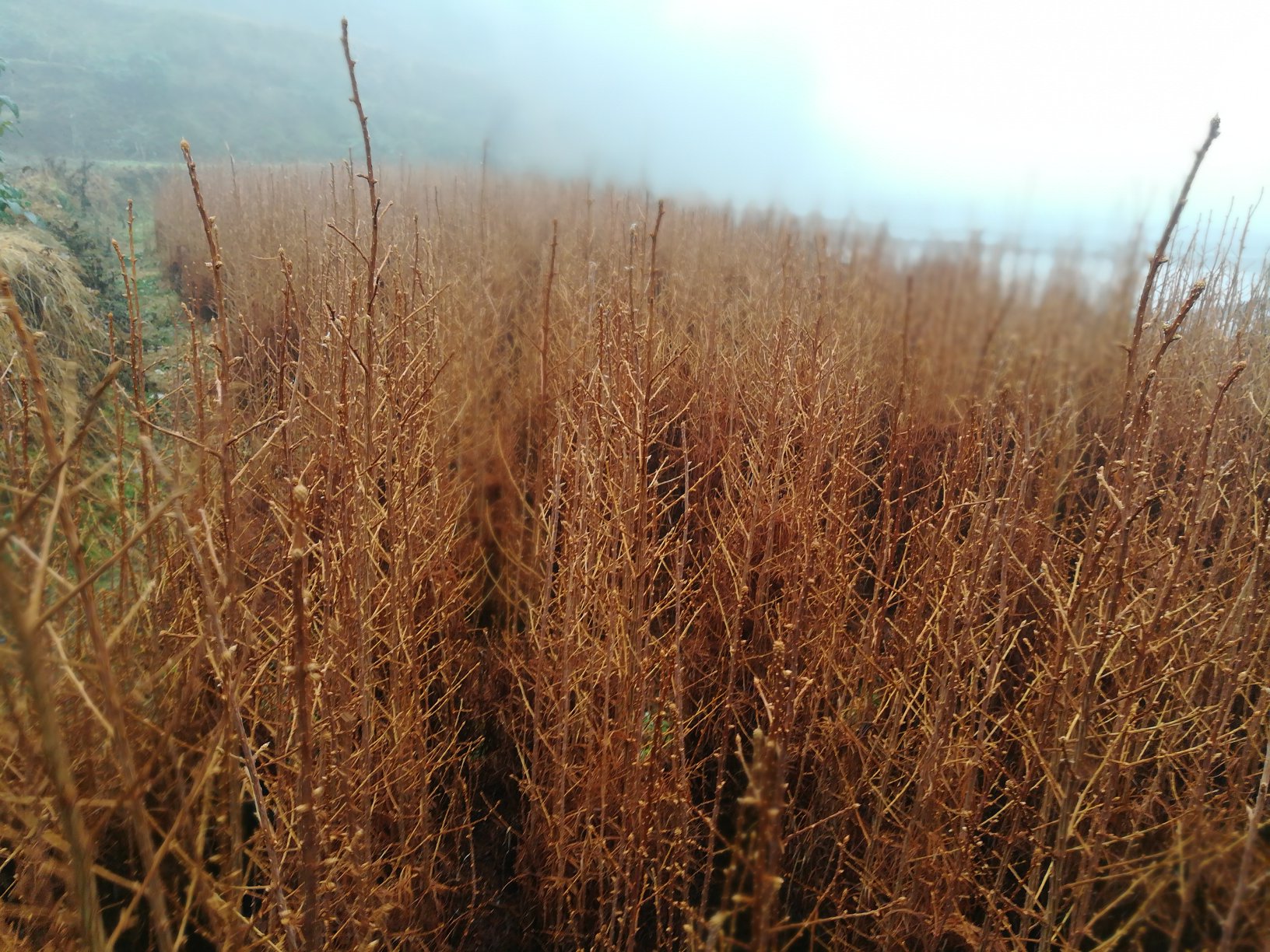 罗汉松植株及其成熟的假果特写