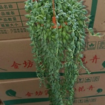 吊兰