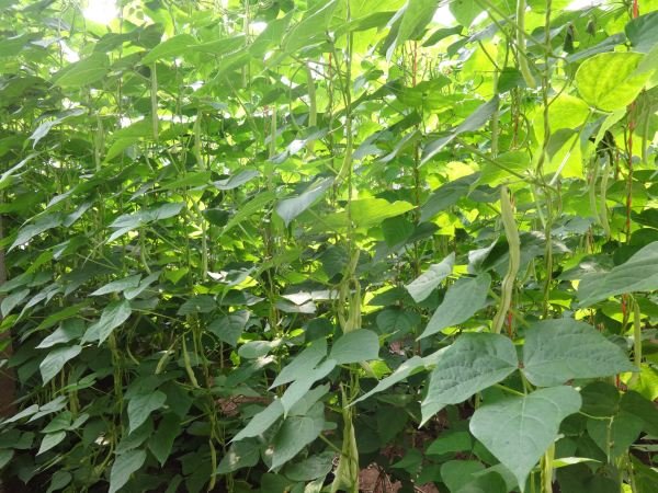 展示芸豆在田间生长的实景图,绿色藤蔓缠绕在支架上,结满豆荚 芸豆田间种植实景