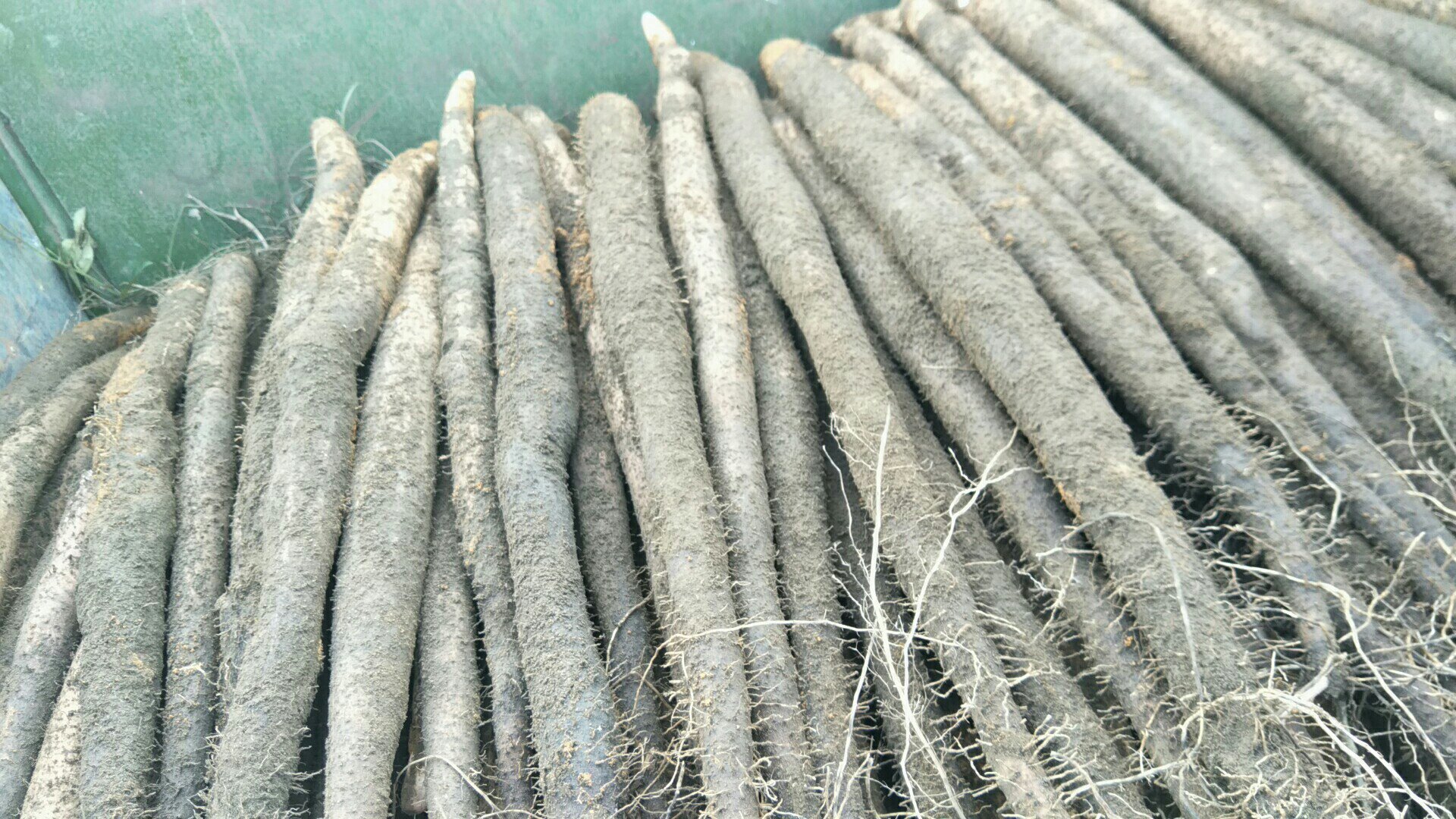 一根表皮呈铁锈色、有明显纵向条纹的细长山药,表面带有密集的根须点,质地坚硬,弯曲自然,泥土附着清晰可见,背景为传统农家木案板,体现原生态采挖场景 铁棍山药特写
