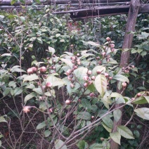 天峨特产金花茶，量不多