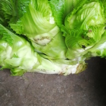 临江儿菜