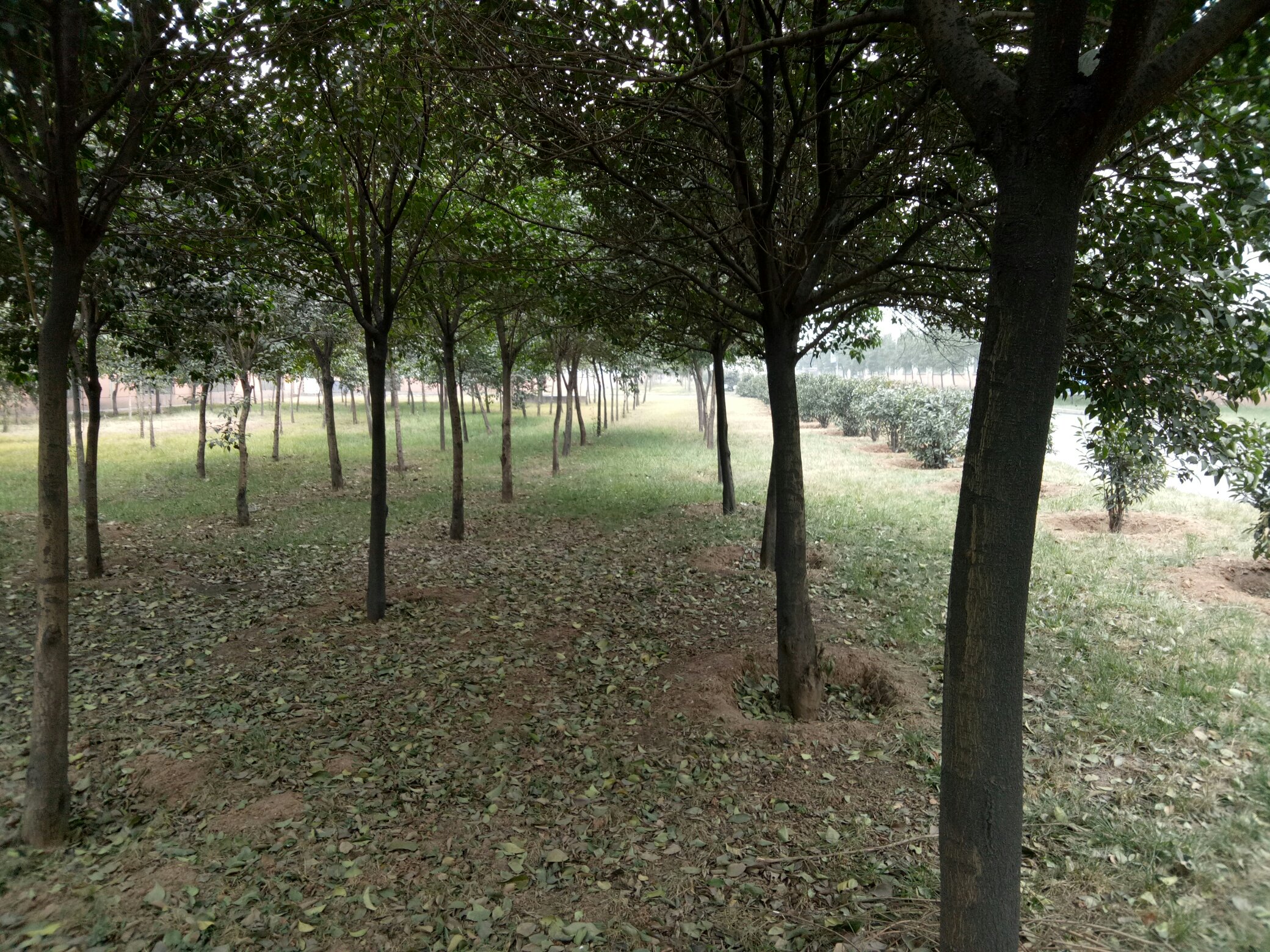 大叶女贞在城市绿化中的应用