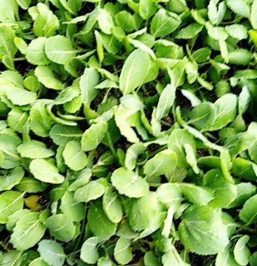 [甘蓝苗批发]甘蓝苗价格0.14元/棵 - 一亩田