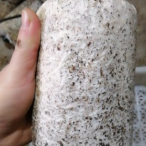 黑皮鸡枞菌包