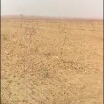 出租田地