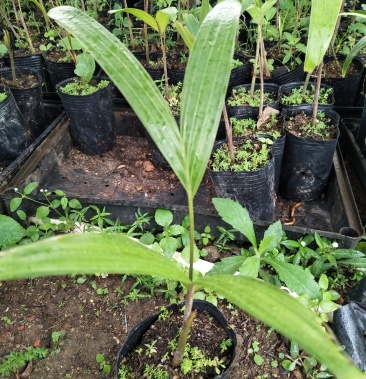 狐尾椰子树苗棕榈科营养袋苗一年苗苗圃直供