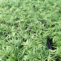 袖珍椰子树苗袖珍椰子种苗矮椰子苗室内观叶花卉绿植