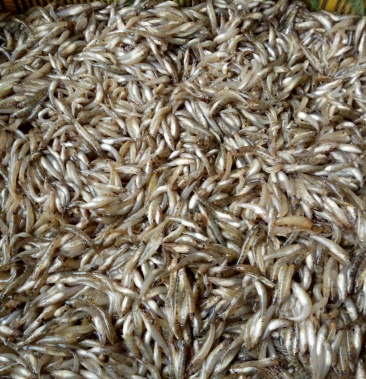 [山根鱼批发]山根鱼价格13.00元/斤 - 一亩田