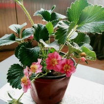 草莓盆栽