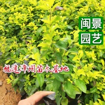 黄金叶金叶假连翘高20到30福建苗木基地