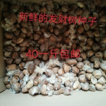 绿色植物新鲜发财树种子