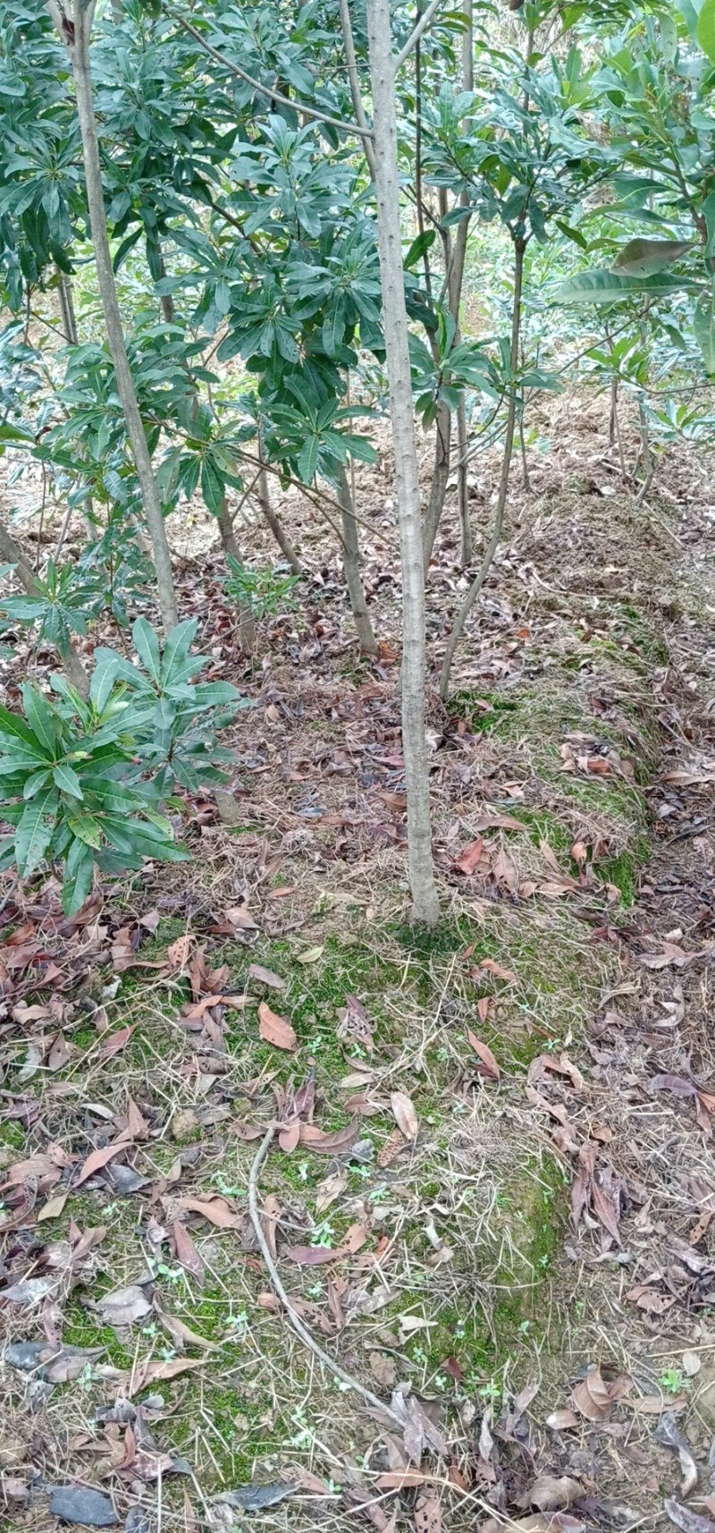 湖南靖州杨梅苗基地图片