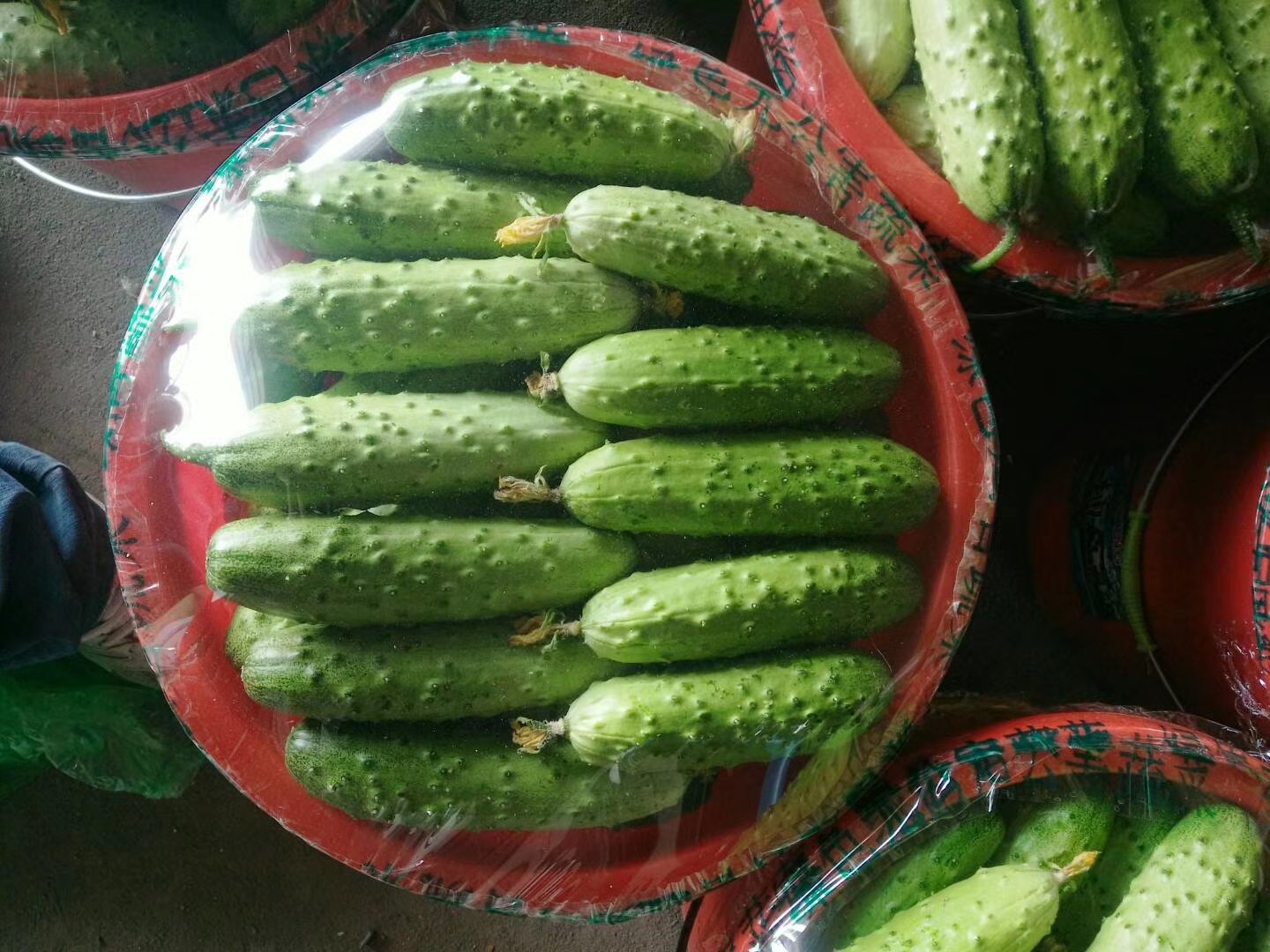 超市货架上整齐摆放的新鲜黄瓜,每根都用保鲜膜包裹,旁边标牌写着“黄瓜 5元/根” 超市货架上整齐摆放的新鲜黄瓜,每根都用保鲜膜包裹,旁边标牌写着“黄瓜 5元/根”
