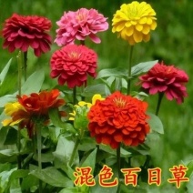 百日草