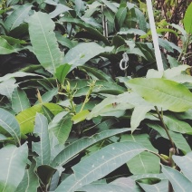 四季芒果苗金黄芒桂七2苗靓苗广西芒果苗