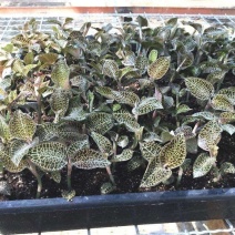 金线莲种子发芽率95%以上货到付款免费提供种植技术