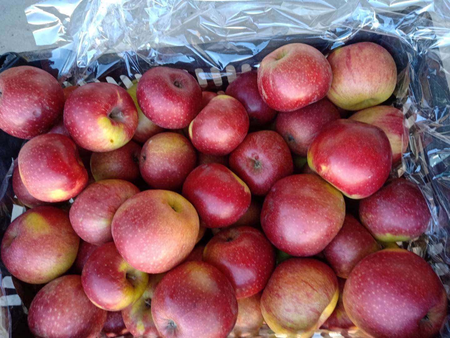 v苹果加工与包装场景图