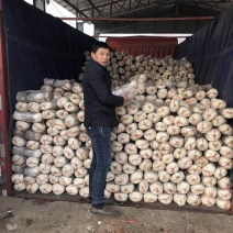 肥西县春红食用菌种植专业合作社秋冬季黑平菇菌棒预订……