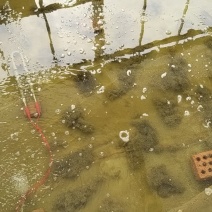 青蛙苗