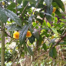来自广西防城港金花茶，深造加工烘干花每斤300元