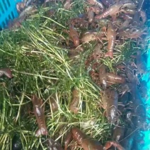 供应龙虾苗，种虾，水草，饲料，技术帮助水质检测可开发票