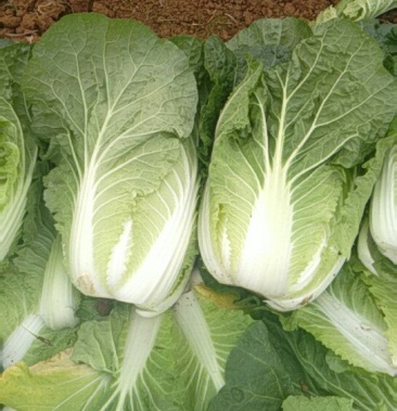 广西横县夏阳白 大白菜 春白菜 慢慢大量上市