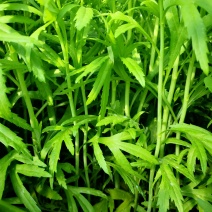 昆明芦蒿，自有家庭农场，品质货源保证