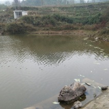 水库大量出售野生花白鲢，草鱼，鲤鱼，鲫鱼