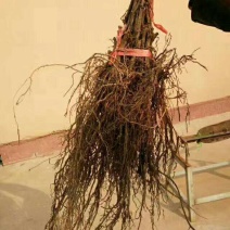 占地苗不分品种葡萄苗，保证质量，保证成活率