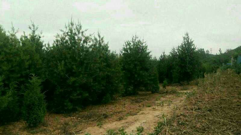 白皮松的树在园林中的自然生长状态,树干洁白,枝叶舒展 白皮松的树在园林中的自然生长状态