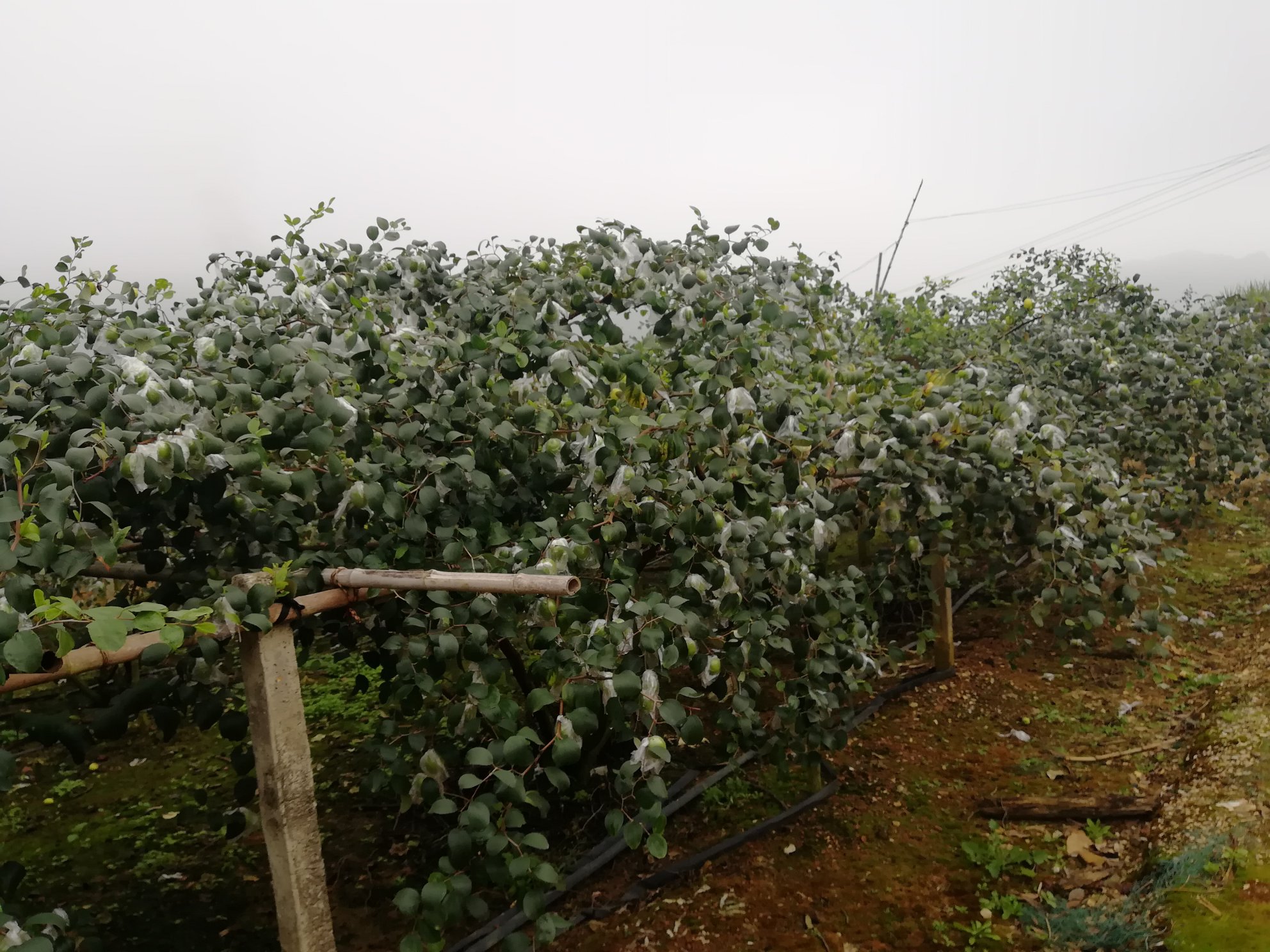 图示一位果农正在使用背负式电动喷雾器对青枣树冠进行均匀喷雾作业,重点覆盖花簇和嫩梢部位;喷头距离叶片约50厘米,雾滴细密;背景为春季开花期的青枣园,树体整齐,行间留有管理通道 青枣花期喷施保果药剂现场操作图