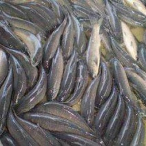青鱼苗，鲫鱼苗鳕鱼花鲢银鳕鱼等应有尽有！