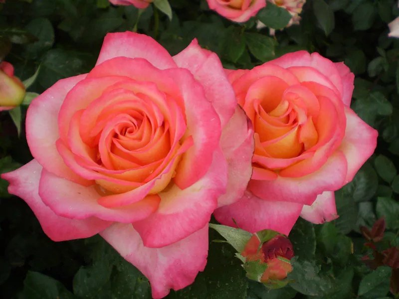 Port Sherry月季花朵特写