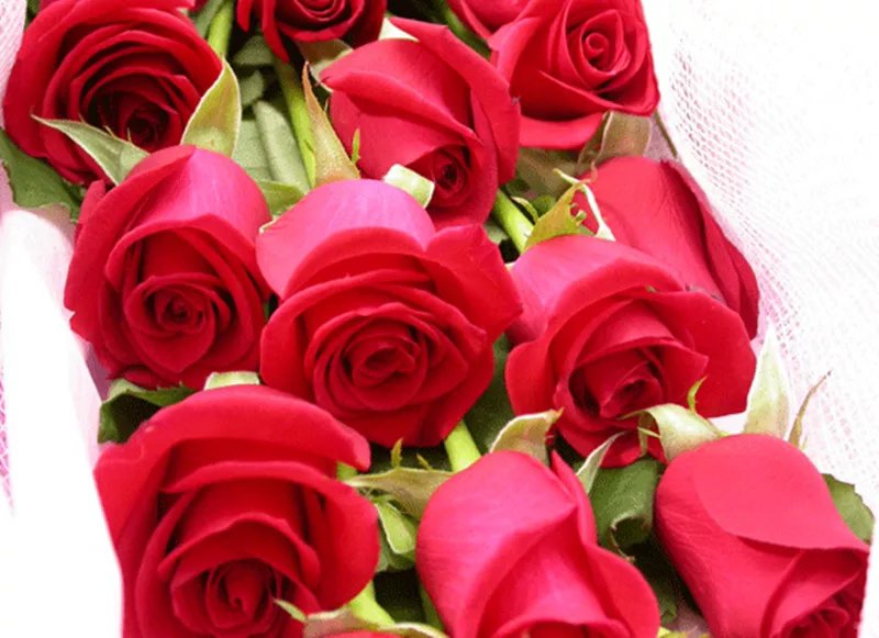 ‘红双喜’月季在花艺作品中的应用展示