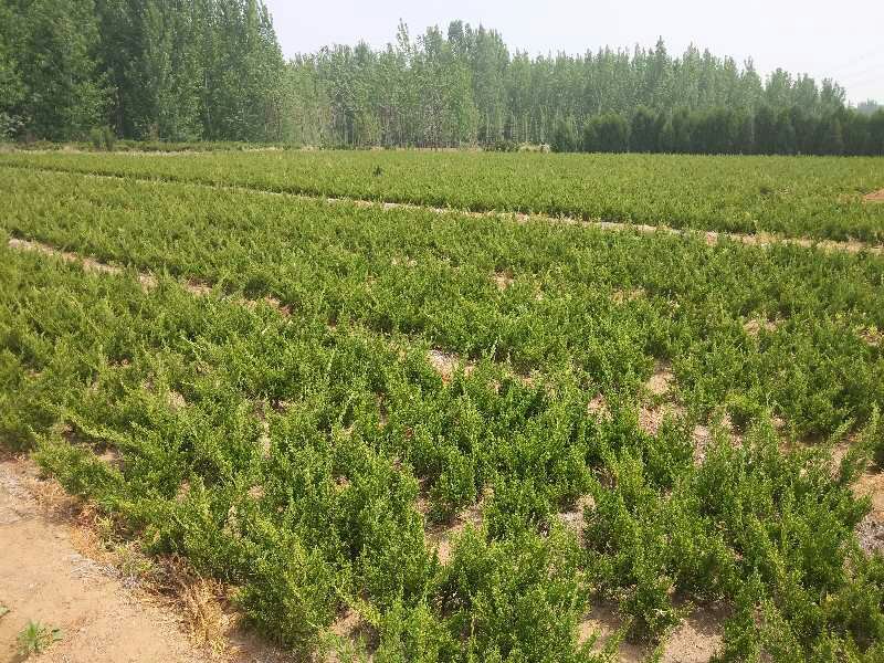 龙柏苗木种植基地实景图
