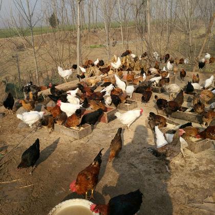 农村散养柴鸡试试搜这些陆丰鸡,麻鸡,果园养殖,均重5斤77,柴鸡土鸡