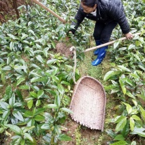 黑老虎